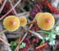 Mycena capillaris.